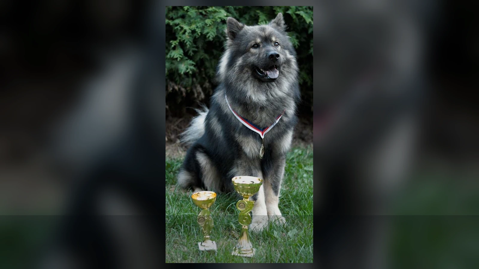 Rijabohemia Eurasier